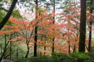紅葉の写真