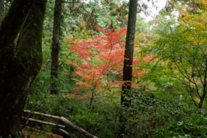 紅葉の写真