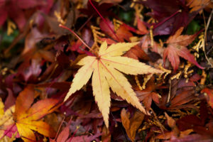 紅葉の写真