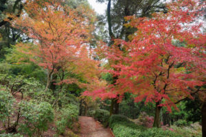 紅葉の写真