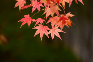紅葉の写真
