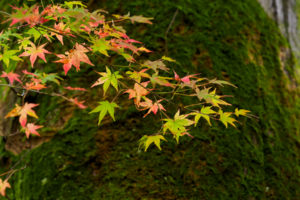 紅葉の写真
