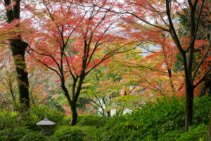 紅葉の写真