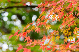 紅葉の写真