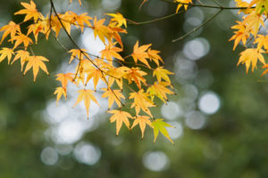 紅葉の写真