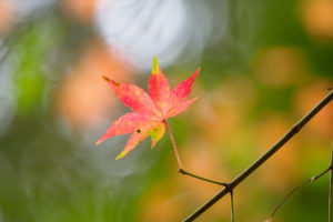 紅葉の写真
