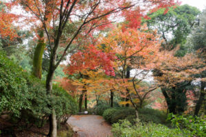 紅葉の写真