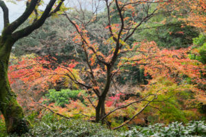 紅葉の写真