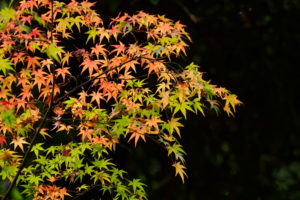 紅葉の写真