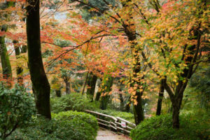 紅葉の写真