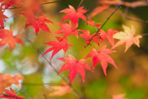 紅葉の写真