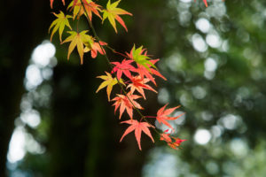 紅葉の写真