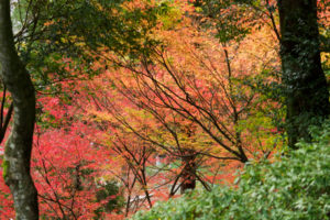 紅葉の写真