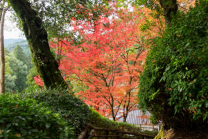 紅葉の写真