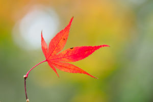 紅葉の写真