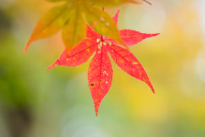 紅葉の写真
