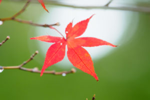 紅葉の写真