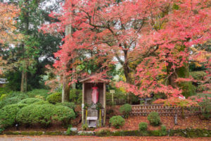 紅葉の写真