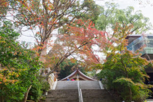 紅葉の写真
