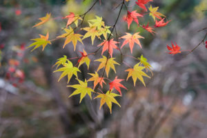 紅葉の写真