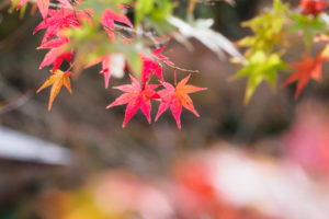 紅葉の写真