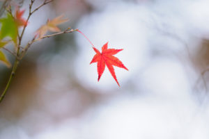 紅葉の写真