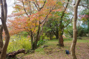 紅葉の写真