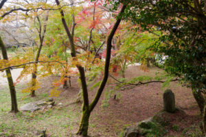 紅葉の写真
