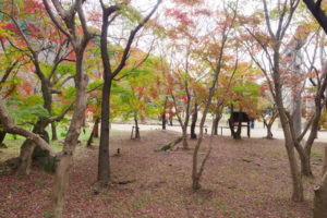 紅葉の写真