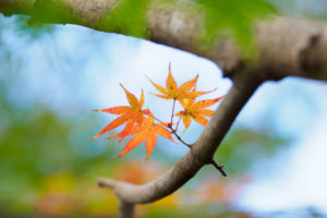 紅葉の写真