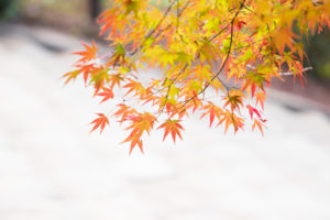 紅葉の写真