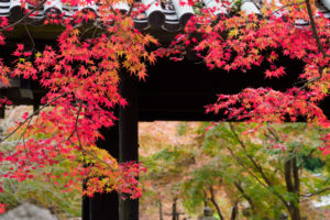紅葉の写真