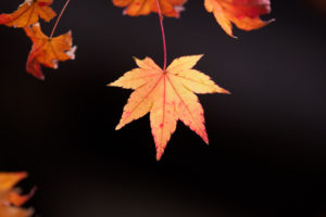 紅葉の写真
