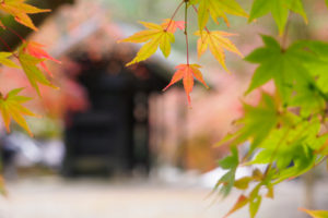 紅葉の写真