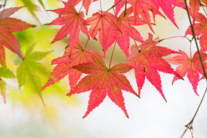 紅葉の写真