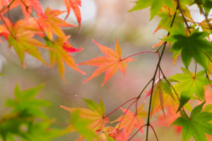 紅葉の写真