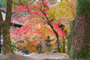 紅葉の写真