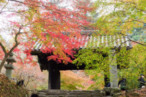 紅葉の写真
