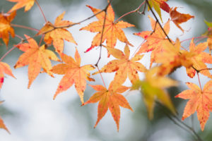 紅葉の写真