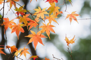 紅葉の写真