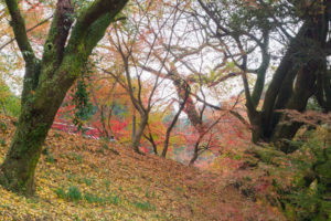 紅葉の写真