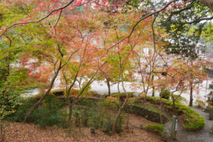 紅葉の写真