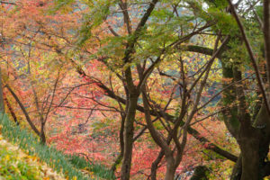 紅葉の写真