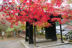 紅葉の写真