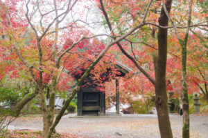 紅葉の写真
