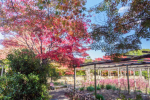 紅葉の写真