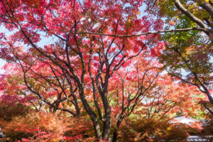 紅葉の写真
