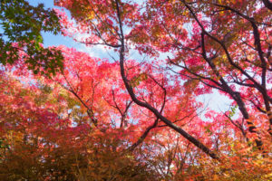 紅葉の写真