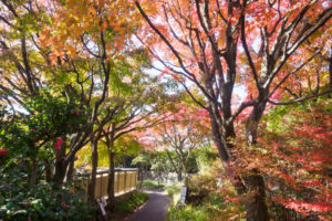 紅葉の写真
