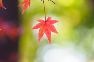 紅葉の写真